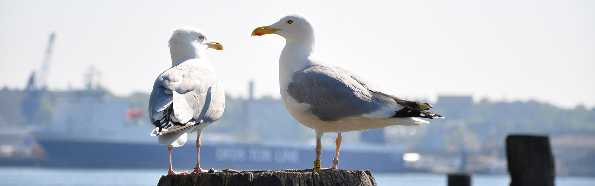 Ansicht auf zwei stehende Möven am Hafen und im Hintergrund auf ein Containerschiff